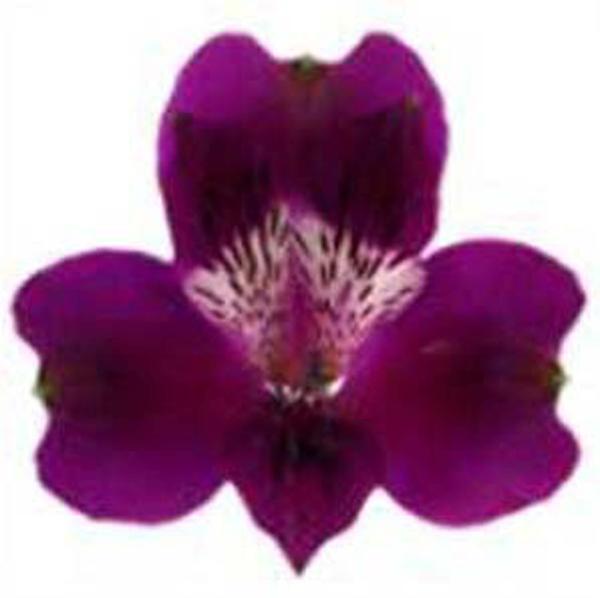 Alstromerien, violett - 10 Stiele
